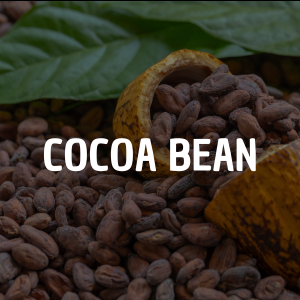 COCOA BEAN